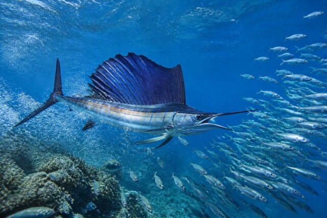 découvrez le poisson le plus rapide au monde et explorez ses techniques de chasse impressionnantes dans cet article captivant.