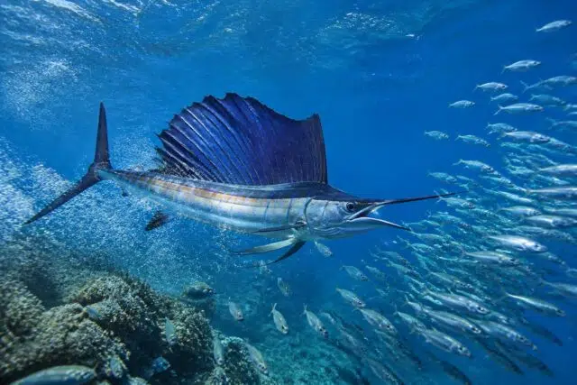 Rencontrez le poisson le plus rapide au monde et ses techniques de chasse découvrez le poisson le plus rapide au monde et explorez ses techniques de chasse impressionnantes dans cet article captivant.