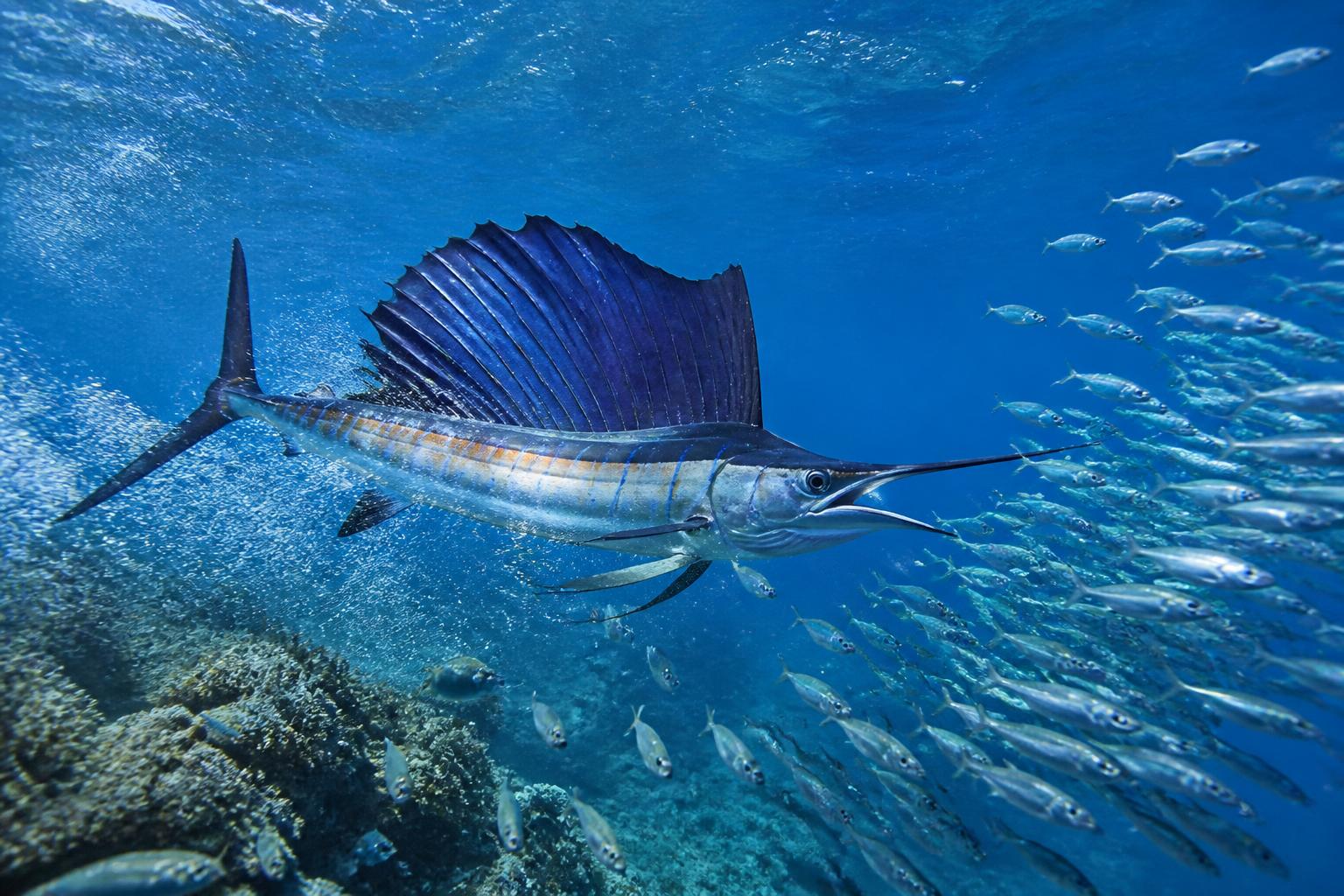 découvrez le poisson le plus rapide au monde et explorez ses techniques de chasse impressionnantes dans cet article captivant.