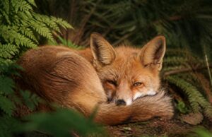 À la découverte de l’animal qui ronfle pour se réveiller dans son habitat naturel explorez l'univers fascinant de l'animal qui ronfle pour se réveiller dans son habitat naturel et découvrez ses comportements uniques.