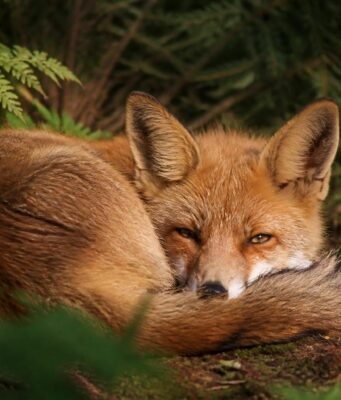 À la découverte de l’animal qui ronfle pour se réveiller dans son habitat naturel explorez l'univers fascinant de l'animal qui ronfle pour se réveiller dans son habitat naturel et découvrez ses comportements uniques.