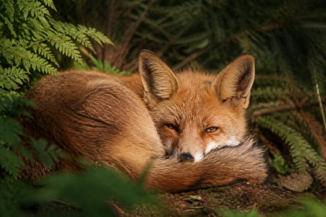 explorez l'univers fascinant de l'animal qui ronfle pour se réveiller dans son habitat naturel et découvrez ses comportements uniques.
