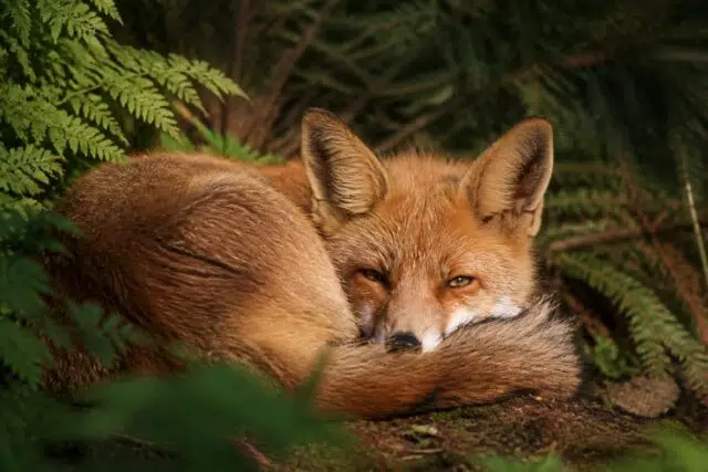 À la découverte de l'animal qui ronfle pour se réveiller dans son habitat naturel explorez l'univers fascinant de l'animal qui ronfle pour se réveiller dans son habitat naturel et découvrez ses comportements uniques.