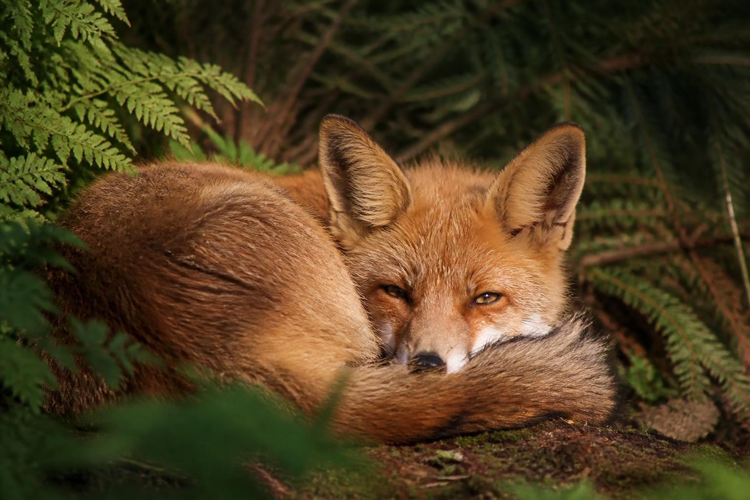 explorez l'univers fascinant de l'animal qui ronfle pour se réveiller dans son habitat naturel et découvrez ses comportements uniques.