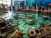 découvrez comment l'aquarium de sète agit pour la protection de la biodiversité marine à travers ses activités éducatives, ses programmes de conservation et ses actions de sensibilisation.