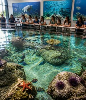 Comment l’aquarium à Sète contribue à la protection de la biodiversité marine découvrez comment l'aquarium de sète agit pour la protection de la biodiversité marine à travers ses activités éducatives, ses programmes de conservation et ses actions de sensibilisation.
