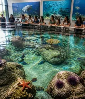découvrez comment l'aquarium de sète agit pour la protection de la biodiversité marine à travers ses activités éducatives, ses programmes de conservation et ses actions de sensibilisation.