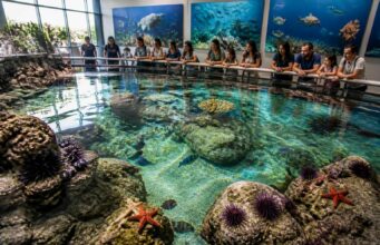 Comment l’aquarium à Sète contribue à la protection de la biodiversité marine découvrez comment l'aquarium de sète agit pour la protection de la biodiversité marine à travers ses activités éducatives, ses programmes de conservation et ses actions de sensibilisation.