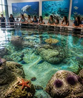 Comment l’aquarium à Sète contribue à la protection de la biodiversité marine découvrez comment l'aquarium de sète agit pour la protection de la biodiversité marine à travers ses activités éducatives, ses programmes de conservation et ses actions de sensibilisation.