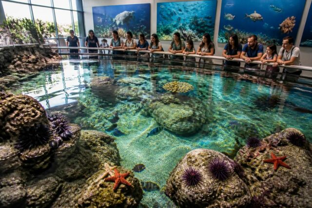 découvrez comment l'aquarium de sète agit pour la protection de la biodiversité marine à travers ses activités éducatives, ses programmes de conservation et ses actions de sensibilisation.