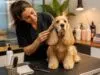 découvrez les meilleures astuces pour le toilettage des chiens aux longues oreilles, afin de garder leur pelage propre, sain et éviter les infections.