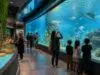 découvrez l'aquarium de deauville et plongez dans un voyage fascinant à travers les merveilles du monde marin. parfait pour toute la famille, une expérience éducative et divertissante vous attend.