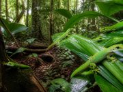 L’importance de la conservation des phelsuma grandis dans leur milieu naturel découvrez pourquoi la conservation des phelsuma grandis dans leur habitat naturel est cruciale pour préserver la biodiversité et l'équilibre écologique.