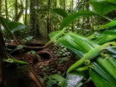 L’importance de la conservation des phelsuma grandis dans leur milieu naturel découvrez pourquoi la conservation des phelsuma grandis dans leur habitat naturel est cruciale pour préserver la biodiversité et l'équilibre écologique.
