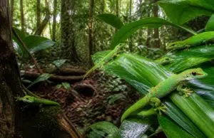 L’importance de la conservation des phelsuma grandis dans leur milieu naturel découvrez pourquoi la conservation des phelsuma grandis dans leur habitat naturel est cruciale pour préserver la biodiversité et l'équilibre écologique.