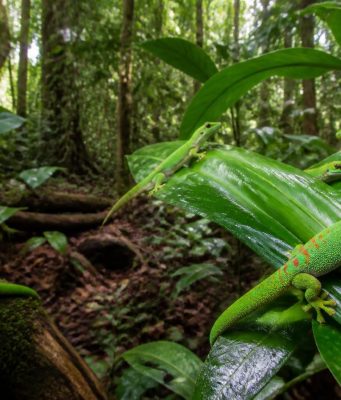 L’importance de la conservation des phelsuma grandis dans leur milieu naturel découvrez pourquoi la conservation des phelsuma grandis dans leur habitat naturel est cruciale pour préserver la biodiversité et l'équilibre écologique.