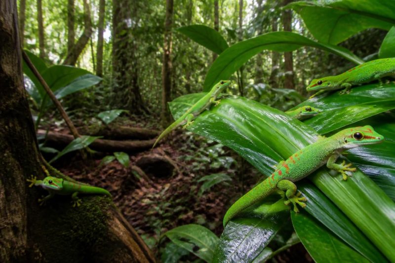 découvrez pourquoi la conservation des phelsuma grandis dans leur habitat naturel est cruciale pour préserver la biodiversité et l'équilibre écologique.