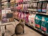 Pourquoi opter pour les meilleures croquettes chat en supermarché ? découvrez pourquoi choisir les meilleures croquettes pour chat en supermarché garantit qualité, nutrition optimale et praticité pour le bien-être de votre compagnon félin.