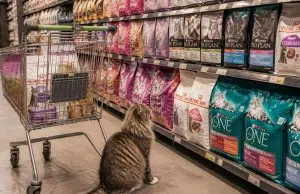 Pourquoi opter pour les meilleures croquettes chat en supermarché ? découvrez pourquoi choisir les meilleures croquettes pour chat en supermarché garantit qualité, nutrition optimale et praticité pour le bien-être de votre compagnon félin.