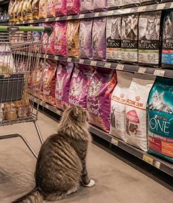 Pourquoi opter pour les meilleures croquettes chat en supermarché ? découvrez pourquoi choisir les meilleures croquettes pour chat en supermarché garantit qualité, nutrition optimale et praticité pour le bien-être de votre compagnon félin.