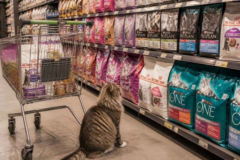 découvrez pourquoi choisir les meilleures croquettes pour chat en supermarché garantit qualité, nutrition optimale et praticité pour le bien-être de votre compagnon félin.